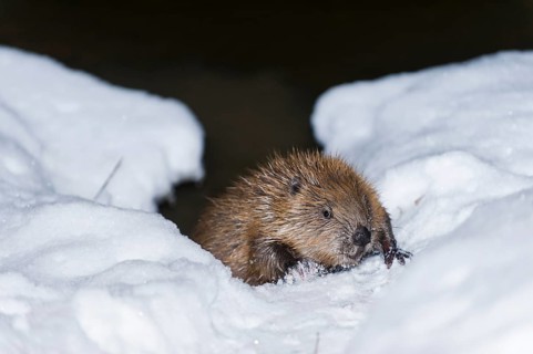 European beaver (Castor fiber), Rosenheim, Bavaria, Germany, Europe