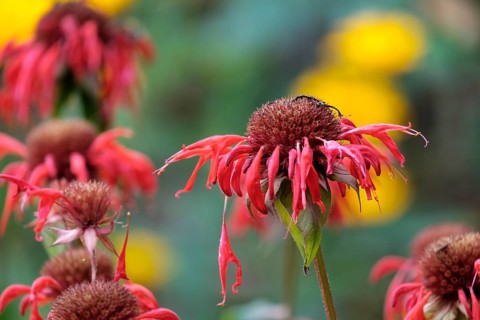 Golden balm, also called bee balm hybrid (Monarda didyma), i