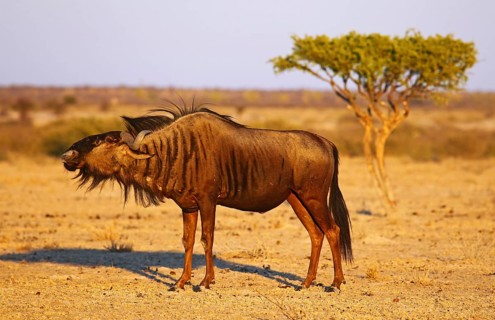 Blue wildebeest (Connochaetes taurinus) in morning light, Central Kalahari, Botswana, Botswana,