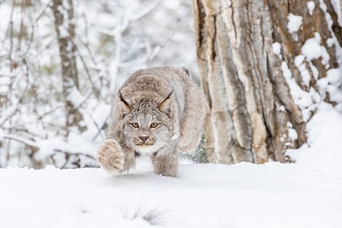 A bobcat hunts for prey in a snowy forest habitat