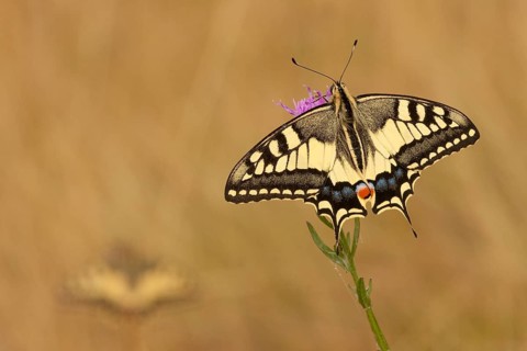 Swallowtail (Papilio machaon) North Rhine-Westphalia, Germany, Europe