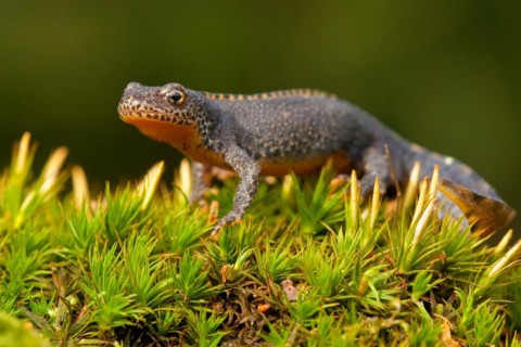 Alpine newt (Ichthyosaura alpestris) Rhineland-Palatinate, Germany, Europe