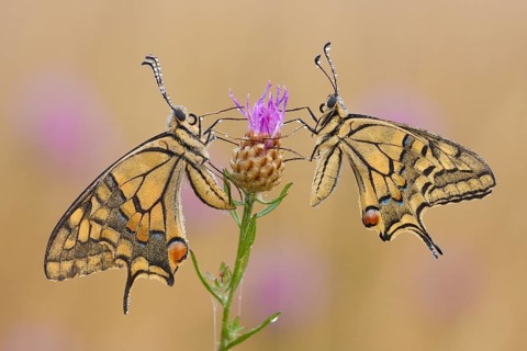 Swallowtail (Papilio machaon) North Rhine-Westphalia, Germany, Europe
