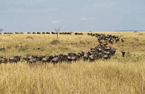 Blue Wildebeest (connochaetes taurinus), Herd during Migration, Masai Mara Park in Kenya