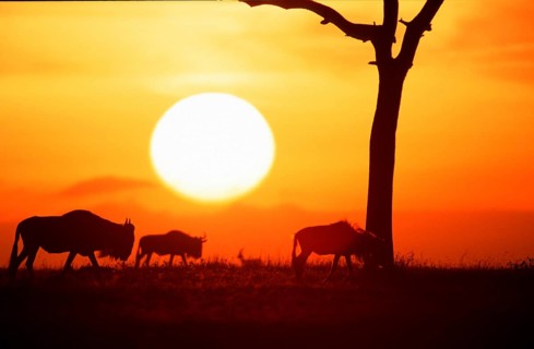 Blue Wildebeest at sunrise, Massai Mara Game Reserve, Kenya (Connochaetes taurinus albojubatus),