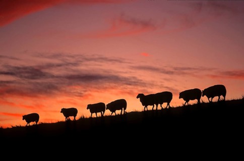 Country sheep, domestic sheep, flock of sheep at the dike, North Sea, North Frisia