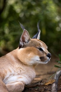 Caracal (caracal caracal), Portrait of Adult, a Cape Glossy Starling, Namibia, Africa