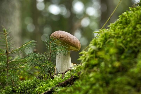 Cep or Boletus Mushroom growing on lush green moss in a forest, low angle view (Boletus edulis)