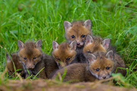 A group of young foxes (Vulpes vulpes) cuddling on a green meadow, the cubs look curiously into the