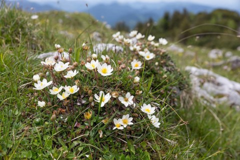 White dryad (Dryas octopetala) in the Alps, Bavaria