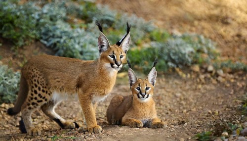 AI generated, animal, animals, mammal, mammals, biotope, habitat, two, female, juvenile, foraging,