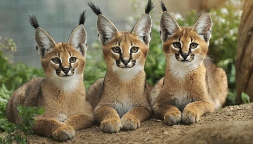 AI generated, animal, animals, mammal, mammals, biotope, habitat, three kittens, frontal,