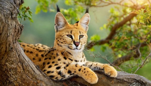 AI generated, animal, animals, mammal, mammals, biotope, habitat, one, individual, foraging,