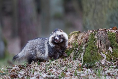 Marderhund, Nyctereutes procyonoides, common raccoon dog