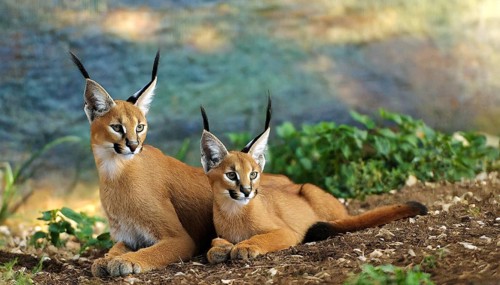 AI generated, animal, animals, mammal, mammals, biotope, habitat, two, female, juvenile, foraging,