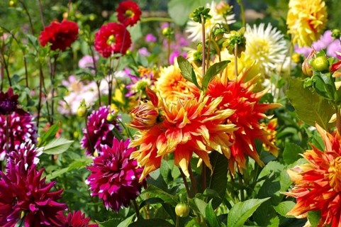 Bunte Dahlie in rot, lila und gelb, Dahlia flower in red, yellow and purple in summer garden