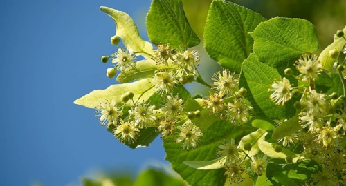 Close-up view of linden tree branch adorned with small yellow flowers and surrounded by large green