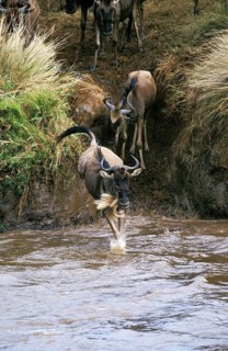 Blue Wildebeest (connochaetes taurinus), Herd crossing Mara River during Migration, Masai Mara Park