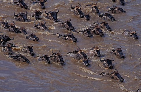 BLUE WILDEBEEST (connochaetes taurinus), HERD CROSSING MARA RIVER DURING MIGRATION, MASAI MARA PARK