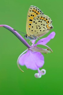 Common blue butterfly (Polyommatus icarus) on willowherb, Lower Saxony, Germany, Europe