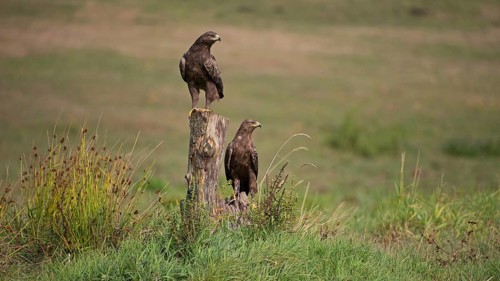 Lesser spotted eagle (Clanga pomarina), pair on trunk, Mecklenburg-Western Pomerania, Germany,