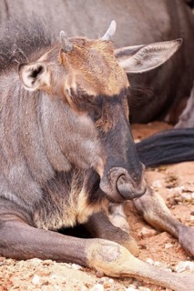 Junges Streifengnu, blue wildebeest (Connochaetes taurinus), S