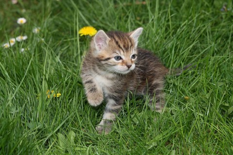 Young domestic cat in the grass