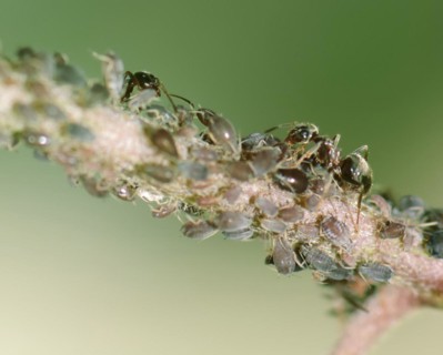 Ants and lice on a plant