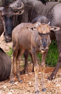 Blue wildebeest (Connochaetes taurinus), S