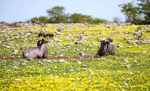 Gnus in der Bl