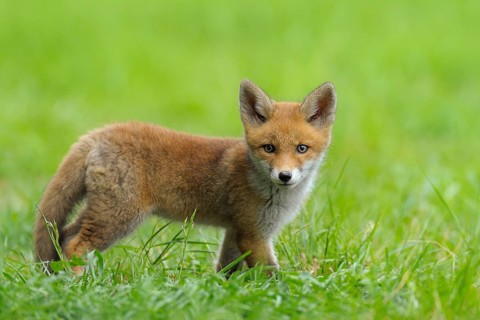 Fox cub, Vulpes vulpes, Germany, Europe