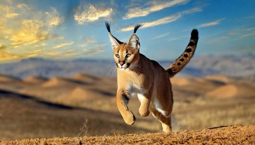 AI generated, animal, animals, mammal, mammals, biotope, habitat, one, individual, foraging,