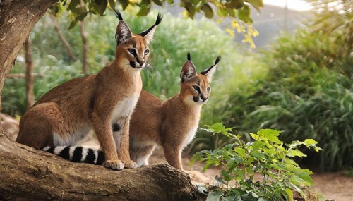 AI generated, animal, animals, mammal, mammals, biotope, habitat, two, female, juvenile, foraging,