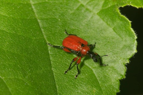 Hazel leaf roller