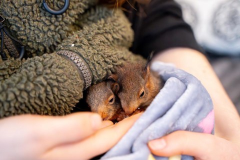 Eurasian red squirrel (Sciurus vulgaris), practical animal welfare, two animals under blanket in