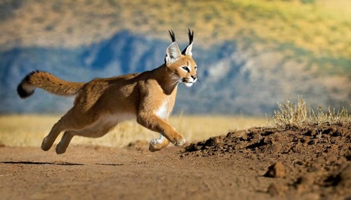 AI generated, animal, animals, mammal, mammals, biotope, habitat, a, individual animal, foraging,
