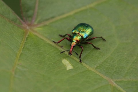 Weevil on vine leaf