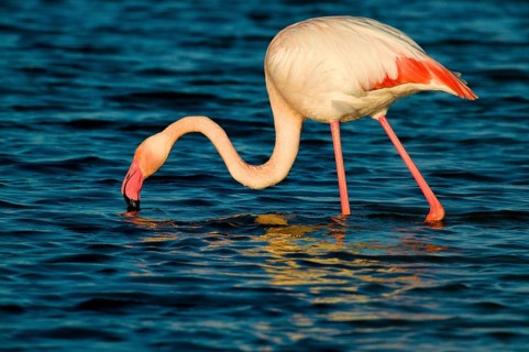 Greater Flamingo (Phoenicopterus roseus), Camargue, France, Europe
