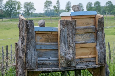 Beehive