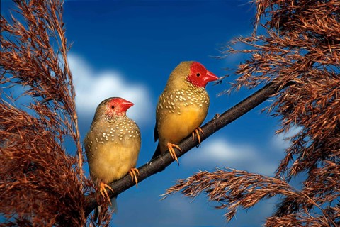 Star Finch, pair (Bathilda ruficauda), Rush Finch (Australia) (australia) (bird) (birds) (pet)