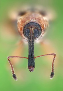 Portrait of a 4 mm small weevil (Dorytomus) in frontal view