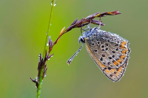 Common blue butterfly (Polyommatus icarus) Common blue, dew, lateral, Lower Saxony, Germany, Europe