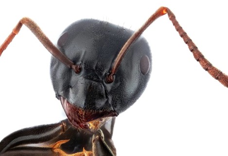 Head of a Carpenter ant (Camponotus) against a white background