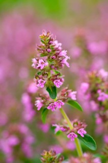 Broad-leaved thyme (Thymus pulegioides)