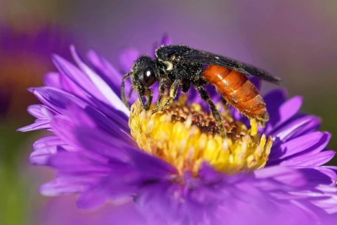 Large blood bee