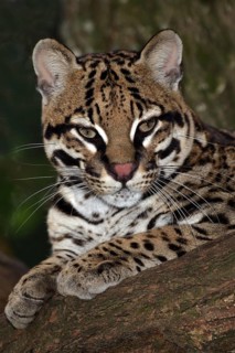 Ocelot (leopardus pardalis), ADULT lies down on a branch