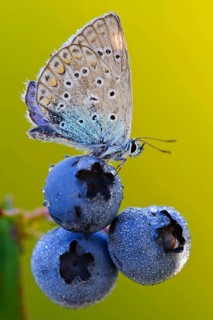 Common blue butterfly (Polyommatus icarus) on blueberry (Vaccinium myrtillus), common blueberry,
