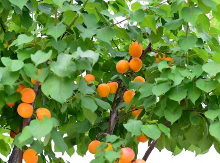 Apricots tree (Prunus armeniaca) with mature , Turkish Riviera, Turkey, Asia