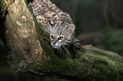 Geoffroy's Cat, oncifelis geoffroyi, Adult