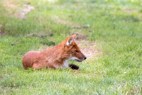 Dhole also called the Asiatic wild dog (Cuon alpinus) or Indian wild dog